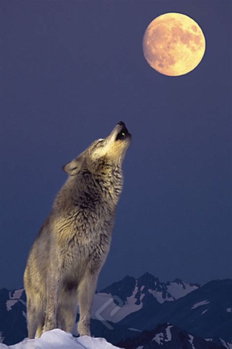 Wolf howling at the moon - PETER PLAVCHAN: It was thought to be that if you heard wolves howling during the January full moon, they were hungry, so it got the nickname of the wolf moon. MARTIN: In the tradition of the lunar calendar, each month's full moon has a nickname - like February is the snow moon, and June is the strawberry moon. INSKEEP: So when the …